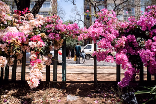 A bank of bright Jacaranda behind a low fence, bare trees and city buildings beyond.