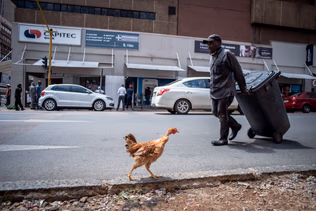 A chicken crosses a street in front of a man pulling a wheeled suitcase, cars and shopfronts behind.