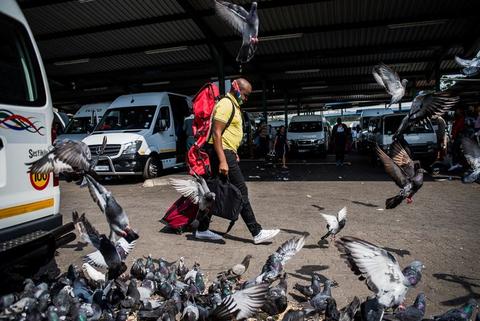 Pigeons feed on the ground between parked minibus taxis as a man walks through carrying a bag.