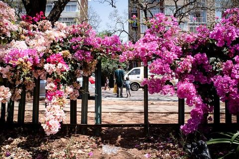 A bank of bright Jacaranda behind a low fence, bare trees and city buildings beyond.