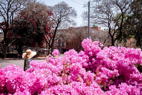 A person in a wide hat stands among masses of pink flowering shrubs and trees.