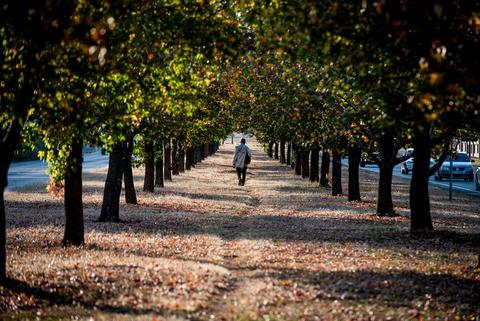 An avenue of trees in autumn colour with one figure walking on the path between them.