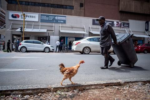 A chicken crosses a street in front of a man pulling a wheeled suitcase, cars and shopfronts behind.